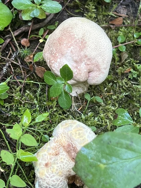 Sheep Polypore (Albatrellus ovinus) photo 2