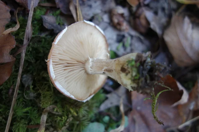 Bulbous Honey Mushroom (Armillaria gallica) photo 2
