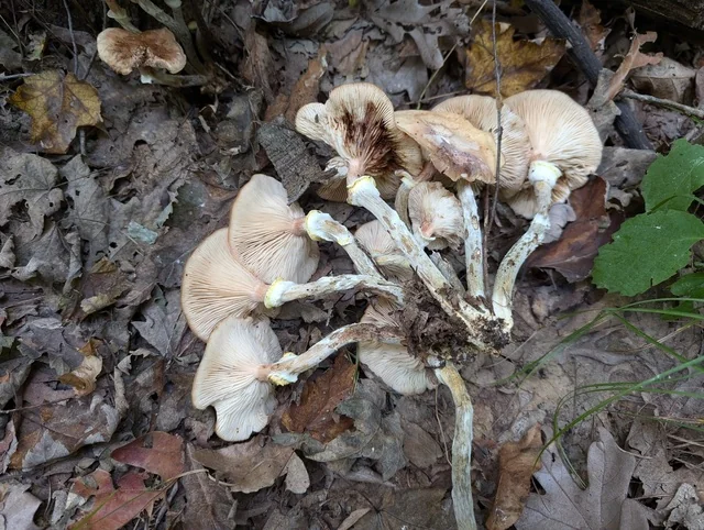 Honey Mushroom (Armillaria mellea) photo 2