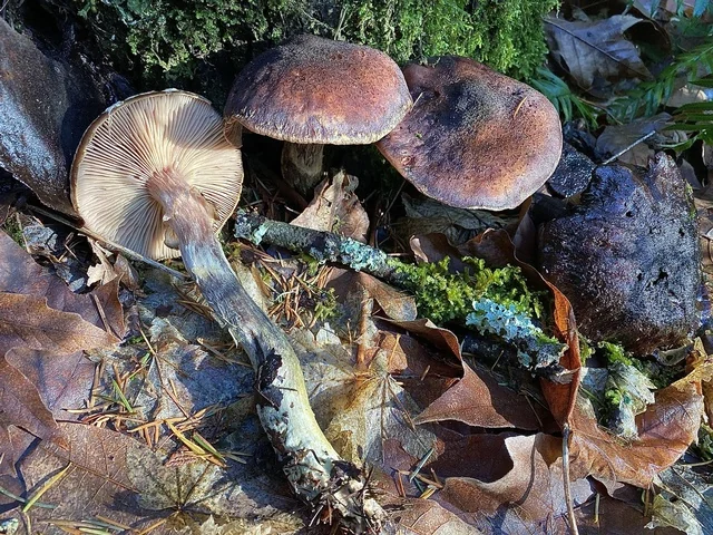 Mustard Honey Mushroom (Armillaria sinapina) photo 2