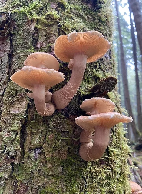 Western Honey Mushroom (Armillaria solidipes) photo 2