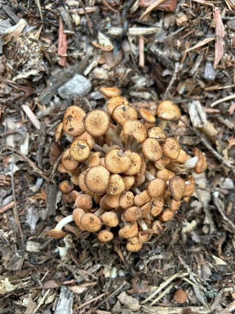 Ringless Honey Mushroom (Armillaria tabescens) photo 2