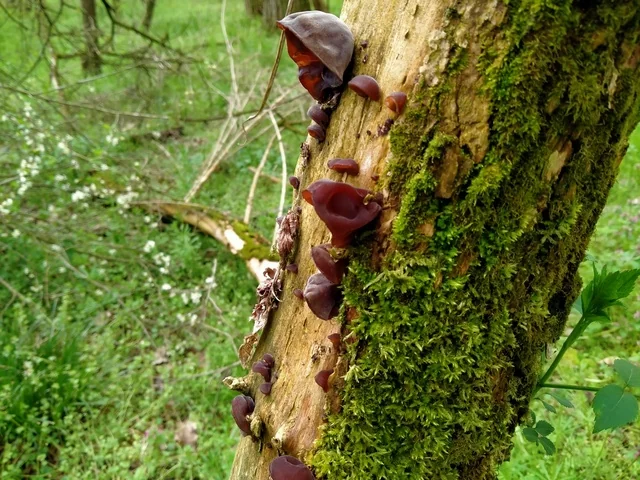 Jelly Ear (Auricularia auricula-judae) photo 2