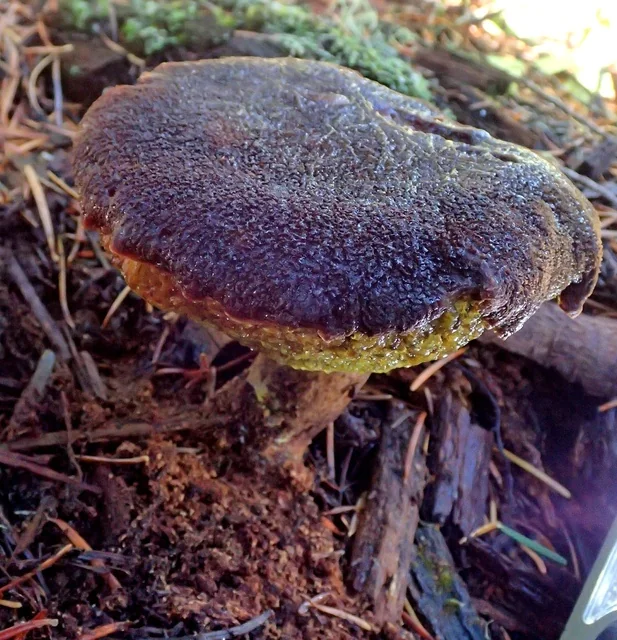 Admirable Bolete (Aureoboletus mirabilis) photo 2