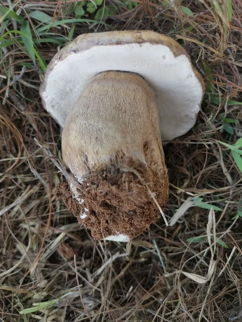 Bronze Bolete (Boletus aereus) photo 2