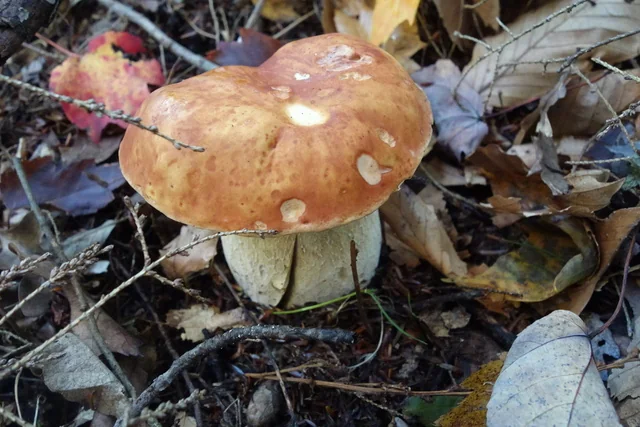 King Bolete (Boletus edulis) photo 2