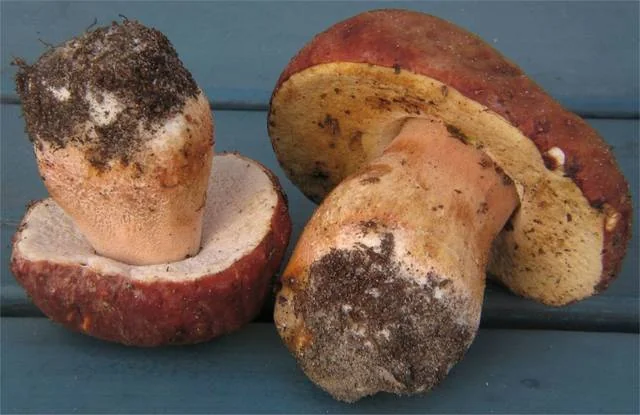 Pine Bolete (Boletus pinophilus) photo 2