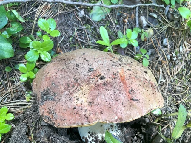 Spring King Bolete (Boletus rex-veris) photo 2