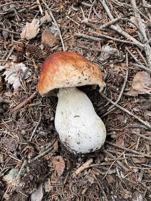 Rocky Mountain King Bolete (Boletus rubriceps) photo 2