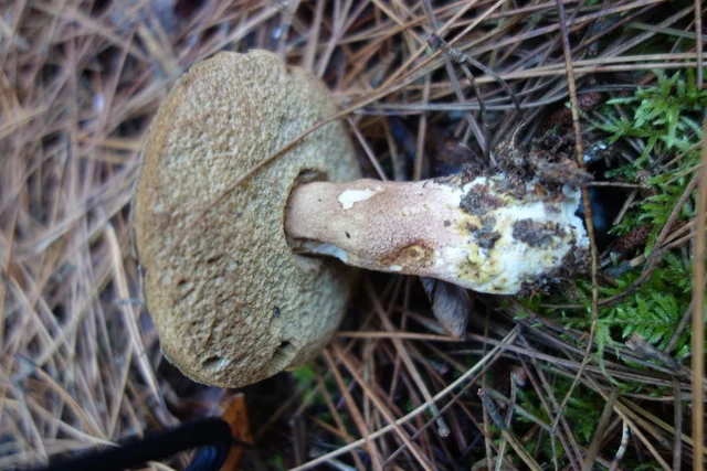 Almost Bluing King Bolete (Boletus subcaerulescens) photo 2