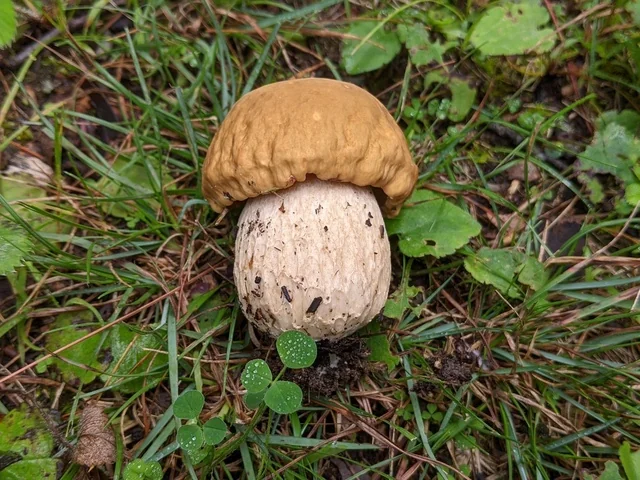 Variable-stalk Bolete (Boletus variipes) photo 2