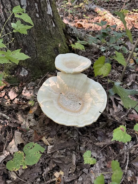 Berkeley's Polypore (Bondarzewia berkeleyi) photo 2