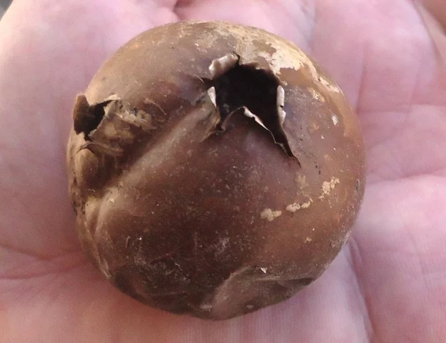 Tumbling Puffball (Bovista pila) photo 2