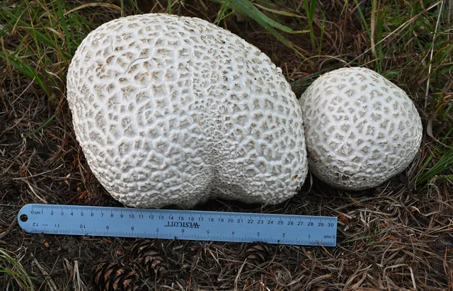 Western Giant Puffball (Calvatia booniana) photo 2
