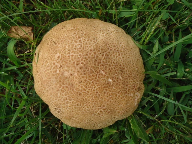 Purple-spored Puffball (Calvatia cyathiformis) photo 2