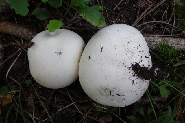Giant Puffball (Calvatia gigantea) photo 2