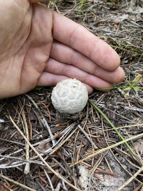 Sculptured Puffball (Calbovista subsculpta) photo 2