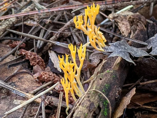 Yellow Stagshorn (Calocera viscosa) photo 2
