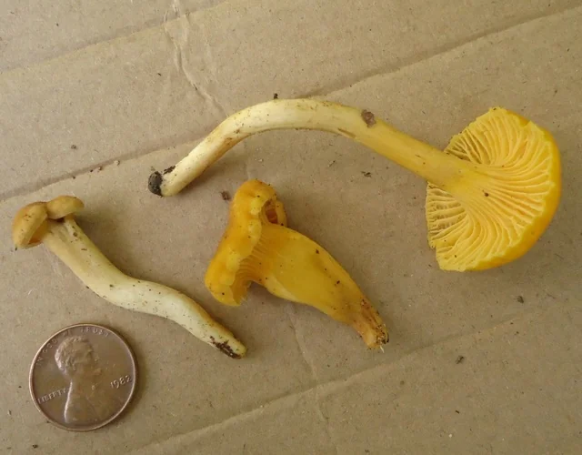 Appalachian Chanterelle (Cantharellus appalachiensis) photo 2