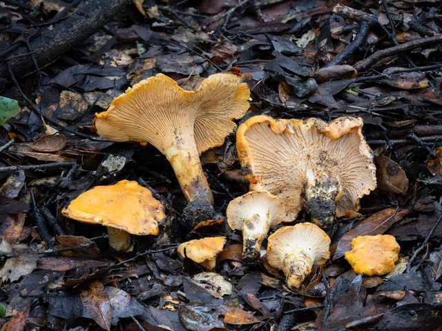 California Chanterelle (Cantharellus californicus) photo 2