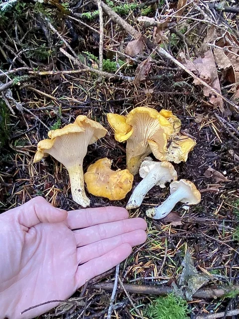 Cascade Chanterelle (Cantharellus cascadensis) photo 2