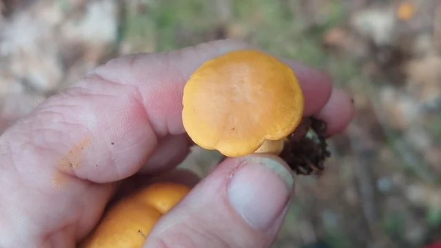 Golden Chanterelle (Cantharellus cibarius) photo 2