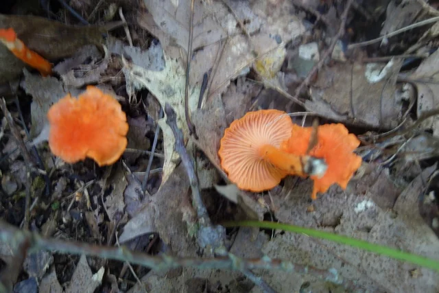 Cinnabar Chanterelle (Cantharellus cinnabarinus) photo 2