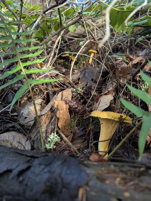 Pacific Golden Chanterelle (Cantharellus formosus) photo 2