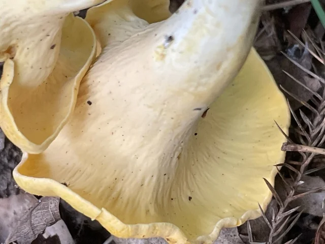 Smooth Chanterelle (Cantharellus lateritius) photo 2