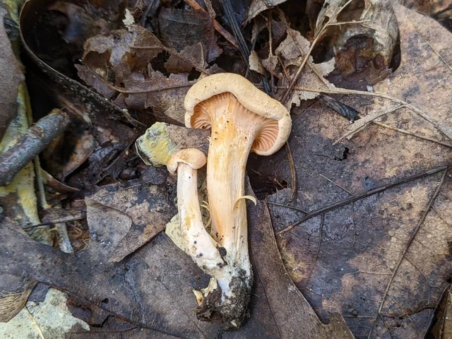 Peach Chanterelle (Cantharellus persicinus) photo 2