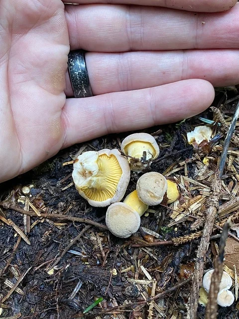 Rainbow Chanterelle (Cantharellus roseocanus) photo 2
