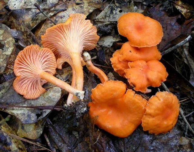 Texas Chanterelle (Cantharellus texensis) photo 2