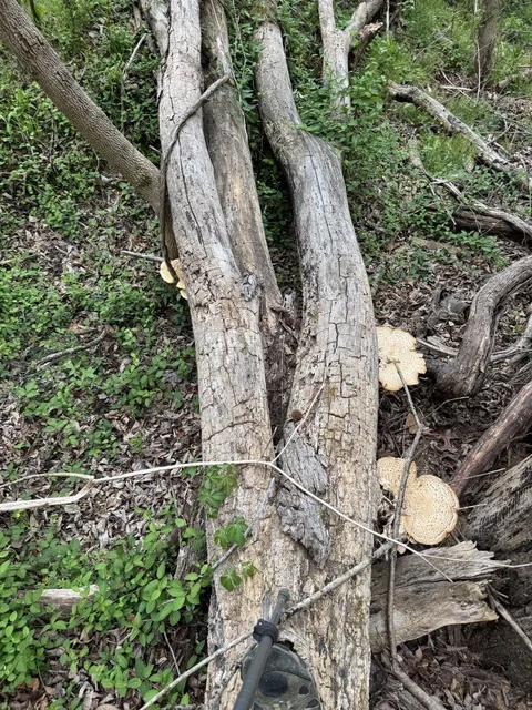Dryad's Saddle (Cerioporus squamosus) photo 2