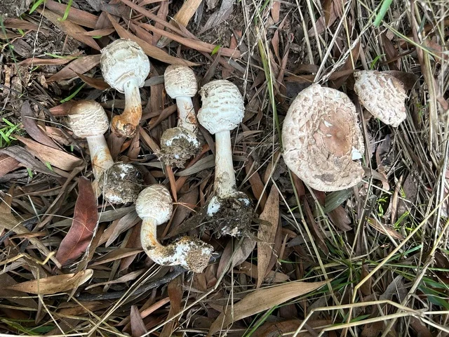 Shaggy Parasol (Chlorophyllum brunneum) photo 2