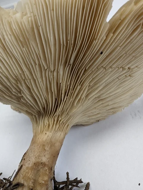 Clouded Funnel (Clitocybe nebularis) photo 2