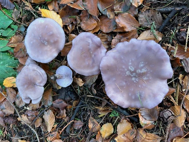 Wood Blewit (Clitocybe nuda) photo 2
