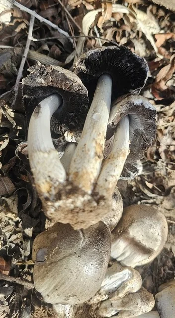 Common Ink Cap (Coprinopsis atramentaria) photo 2