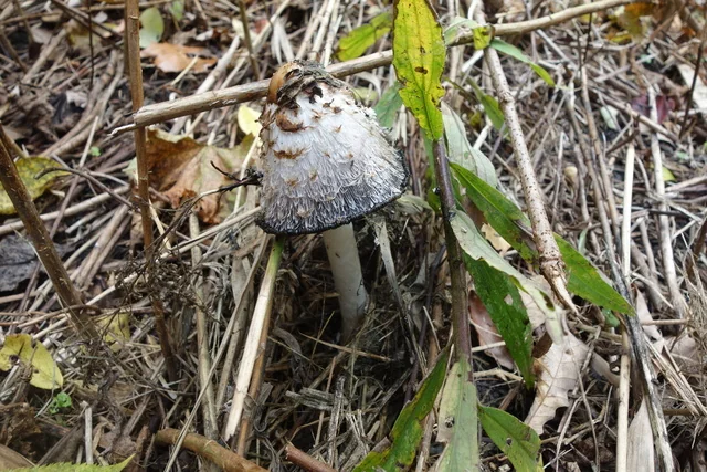 Shaggy Mane (Coprinus comatus) photo 2