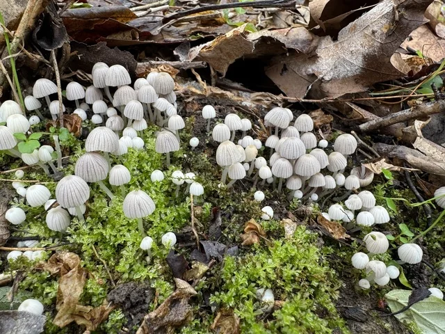 Fairy Inkcap (Coprinellus disseminatus) photo 2