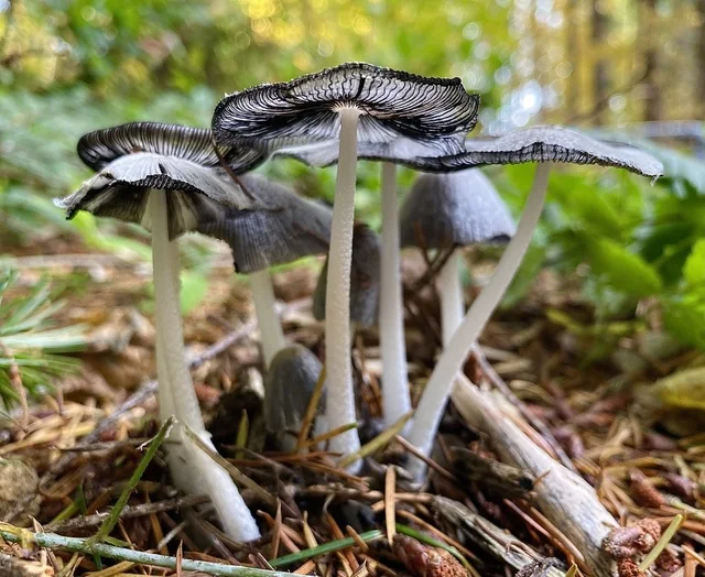Hare's Foot Inkcap (Coprinopsis lagopus) photo 2