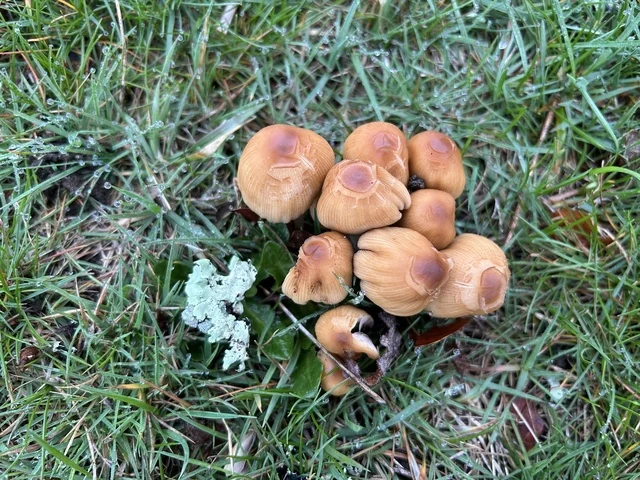 Mica Cap (Coprinellus micaceus) photo 2