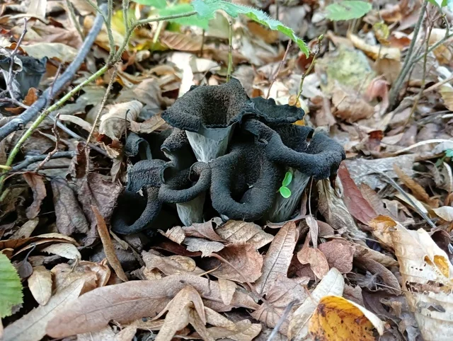 Black Trumpet (Craterellus cornucopioides) photo 2