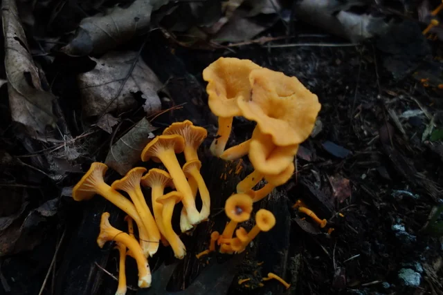Flame-colored Chanterelle (Craterellus ignicolor) photo 2