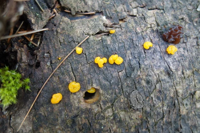 Orange Jelly Spot (Dacrymyces chrysospermus) photo 2
