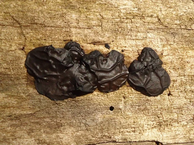 Black Witch's Butter (Exidia glandulosa) photo 2