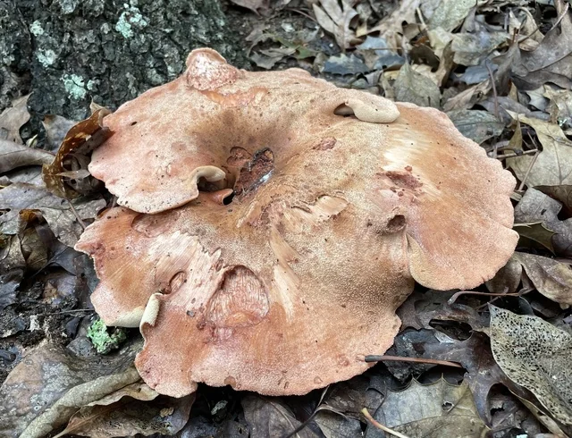Beefsteak Polypore (Fistulina hepatica) photo 2