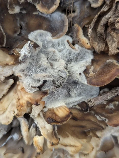 Hen of the Woods (Grifola frondosa) photo 2