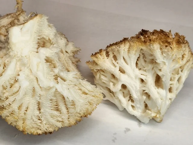 Bear's Head Tooth (Hericium abietis) photo 2
