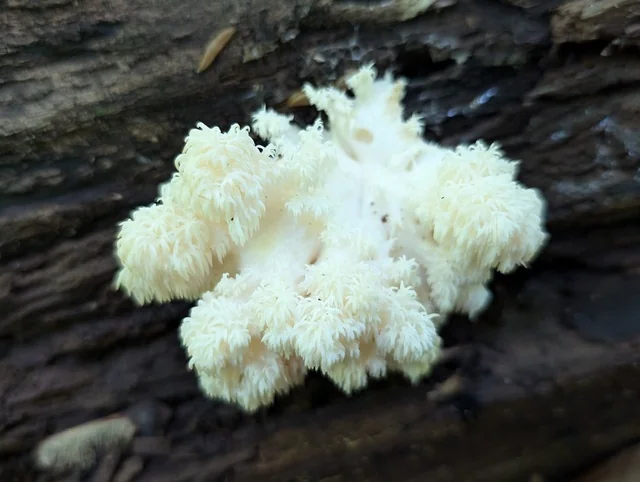 Bear's Head Tooth (Hericium americanum) photo 2