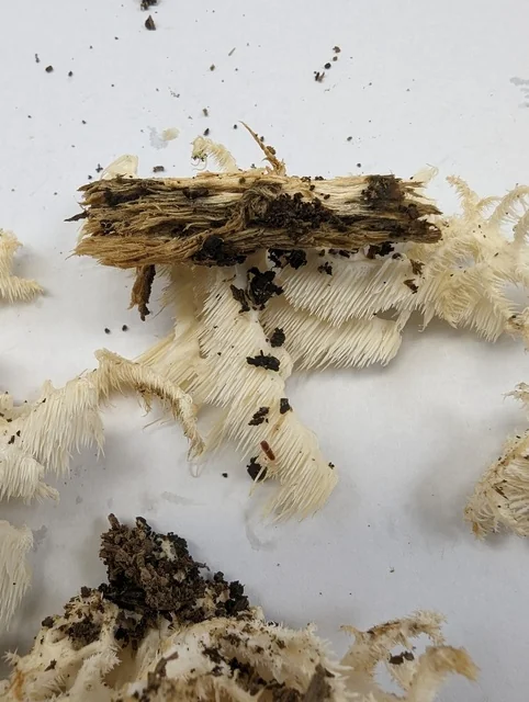 Coral Tooth (Hericium coralloides) photo 2